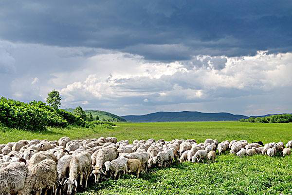 岳氏集團(tuán)考察內(nèi)蒙古興安盟烏蘭浩特有機(jī)農(nóng)產(chǎn)品、中草藥種植等相關(guān)產(chǎn)業(yè)情況