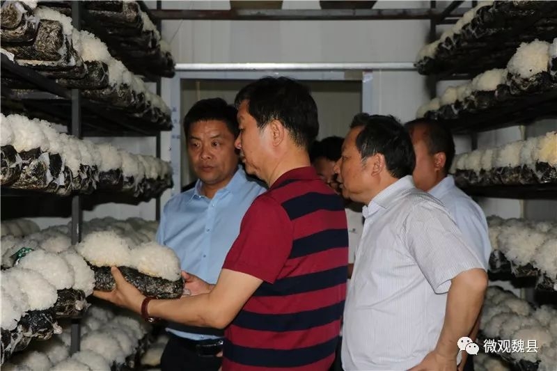 北京岳氏集團董事長岳平安帶領韓國考察團來魏考察農(nóng)業(yè)產(chǎn)業(yè)項目